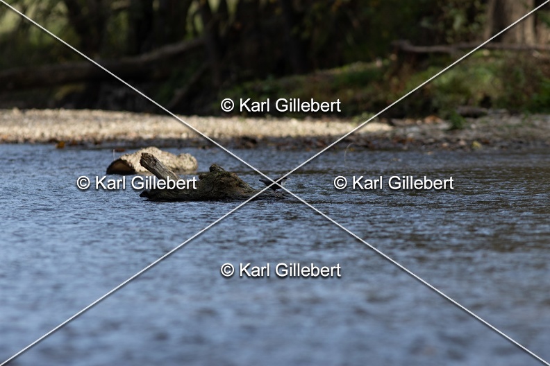 Karl-Gillebert-Cincle-plongeur-a-ventre-roux-Cinclus-cinclus-aquaticus-0918.jpg
