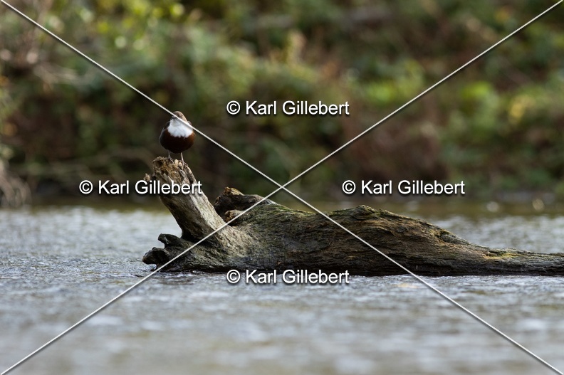Karl-Gillebert-Cincle-plongeur-a-ventre-roux-Cinclus-cinclus-aquaticus-0932.jpg
