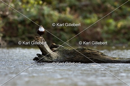 Karl-Gillebert-Cincle-plongeur-a-ventre-roux-Cinclus-cinclus-aquaticus-0932