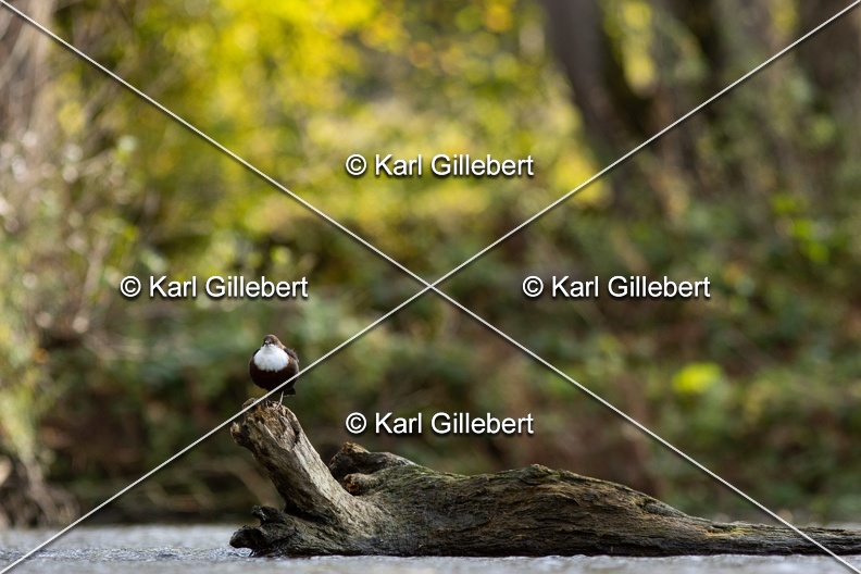 Karl-Gillebert-Cincle-plongeur-a-ventre-roux-Cinclus-cinclus-aquaticus-0942.jpg