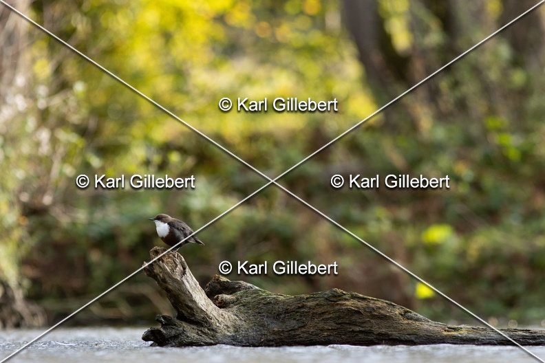 Karl-Gillebert-Cincle-plongeur-a-ventre-roux-Cinclus-cinclus-aquaticus-0950
