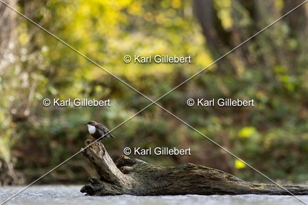 Karl-Gillebert-Cincle-plongeur-a-ventre-roux-Cinclus-cinclus-aquaticus-0950