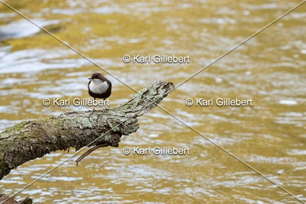 Karl-Gillebert-Cincle-plongeur-a-ventre-roux-Cinclus-cinclus-aquaticus-1580