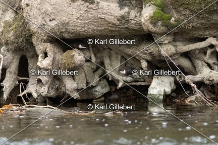 Karl-Gillebert-Cincle-plongeur-a-ventre-roux-Cinclus-cinclus-aquaticus-1993