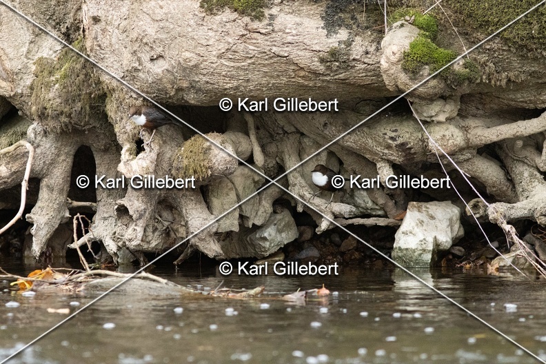 Karl-Gillebert-Cincle-plongeur-a-ventre-roux-Cinclus-cinclus-aquaticus-2018.jpg