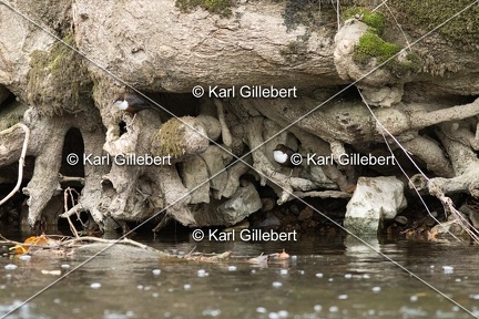Karl-Gillebert-Cincle-plongeur-a-ventre-roux-Cinclus-cinclus-aquaticus-2018