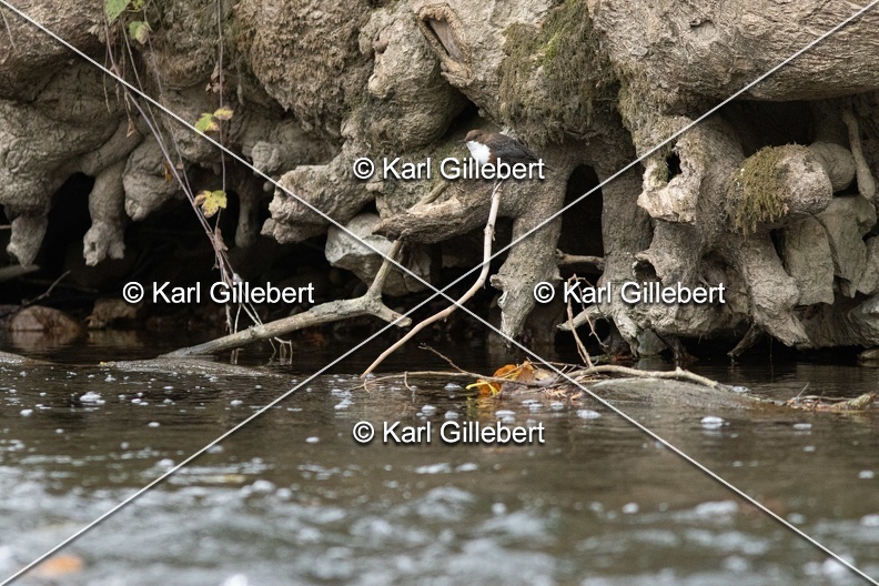 Karl-Gillebert-Cincle-plongeur-a-ventre-roux-Cinclus-cinclus-aquaticus-2033.jpg