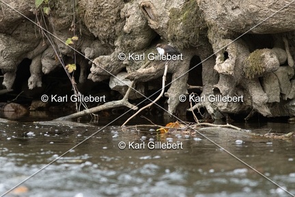 Karl-Gillebert-Cincle-plongeur-a-ventre-roux-Cinclus-cinclus-aquaticus-2033