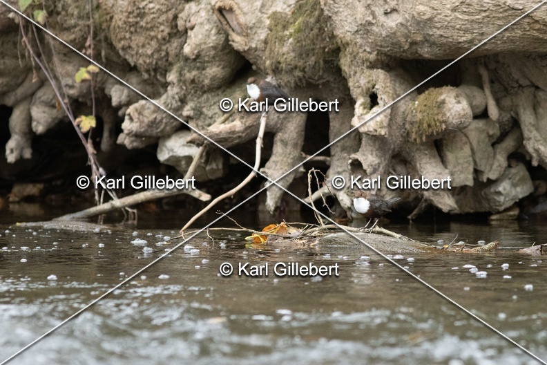 Karl-Gillebert-Cincle-plongeur-a-ventre-roux-Cinclus-cinclus-aquaticus-2045
