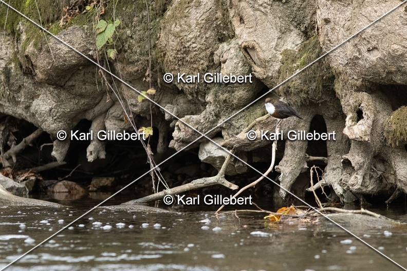 Karl-Gillebert-Cincle-plongeur-a-ventre-roux-Cinclus-cinclus-aquaticus-2058.jpg