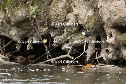 Karl-Gillebert-Cincle-plongeur-a-ventre-roux-Cinclus-cinclus-aquaticus-2058