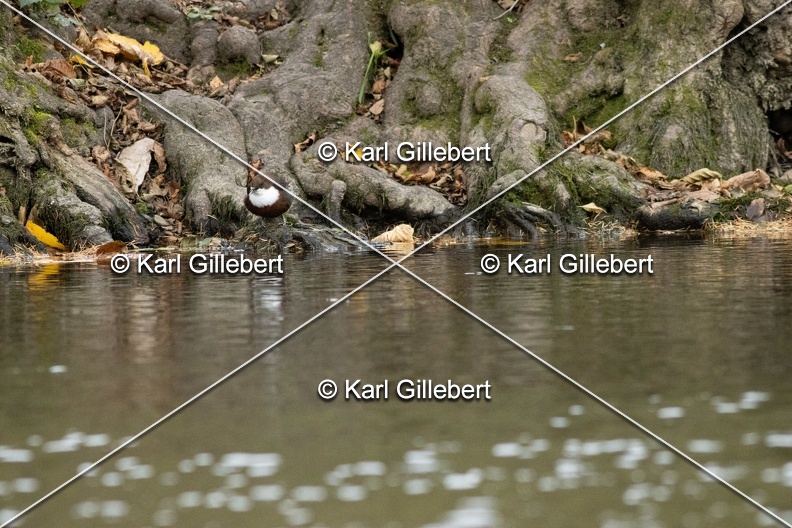Karl-Gillebert-Cincle-plongeur-a-ventre-roux-Cinclus-cinclus-aquaticus-2092.jpg