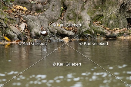 Karl-Gillebert-Cincle-plongeur-a-ventre-roux-Cinclus-cinclus-aquaticus-2092