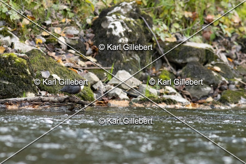 Karl-Gillebert-Cincle-plongeur-a-ventre-roux-Cinclus-cinclus-aquaticus-2881.jpg
