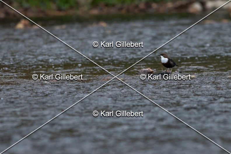 Karl-Gillebert-Cincle-plongeur-a-ventre-roux-Cinclus-cinclus-aquaticus-2933.jpg