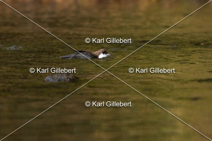 Karl-Gillebert-Cincle-plongeur-a-ventre-roux-Cinclus-cinclus-aquaticus-2968