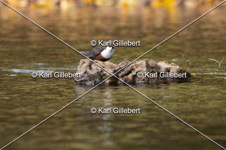 Karl-Gillebert-Cincle-plongeur-a-ventre-roux-Cinclus-cinclus-aquaticus-2973