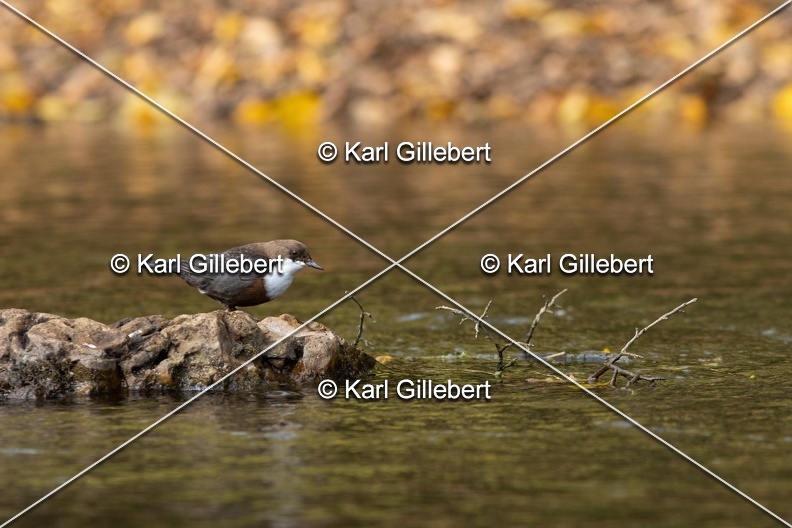 Karl-Gillebert-Cincle-plongeur-a-ventre-roux-Cinclus-cinclus-aquaticus-2979.jpg