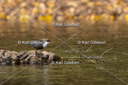 Karl-Gillebert-Cincle-plongeur-a-ventre-roux-Cinclus-cinclus-aquaticus-2979