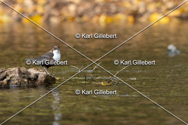 Karl-Gillebert-Cincle-plongeur-a-ventre-roux-Cinclus-cinclus-aquaticus-2985.jpg