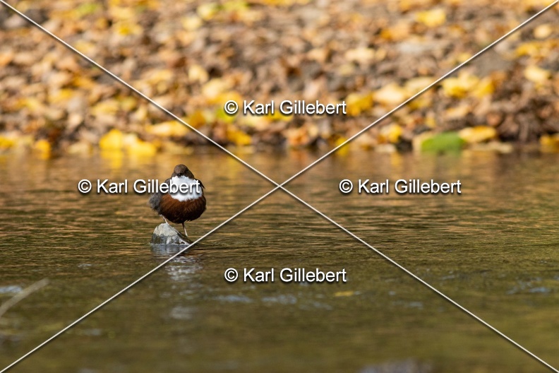 Karl-Gillebert-Cincle-plongeur-a-ventre-roux-Cinclus-cinclus-aquaticus-3005.jpg