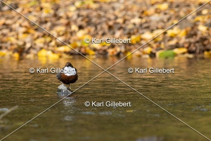 Karl-Gillebert-Cincle-plongeur-a-ventre-roux-Cinclus-cinclus-aquaticus-3005