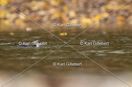 Karl-Gillebert-Cincle-plongeur-a-ventre-roux-Cinclus-cinclus-aquaticus-3019
