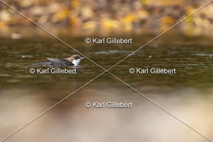 Karl-Gillebert-Cincle-plongeur-a-ventre-roux-Cinclus-cinclus-aquaticus-3029