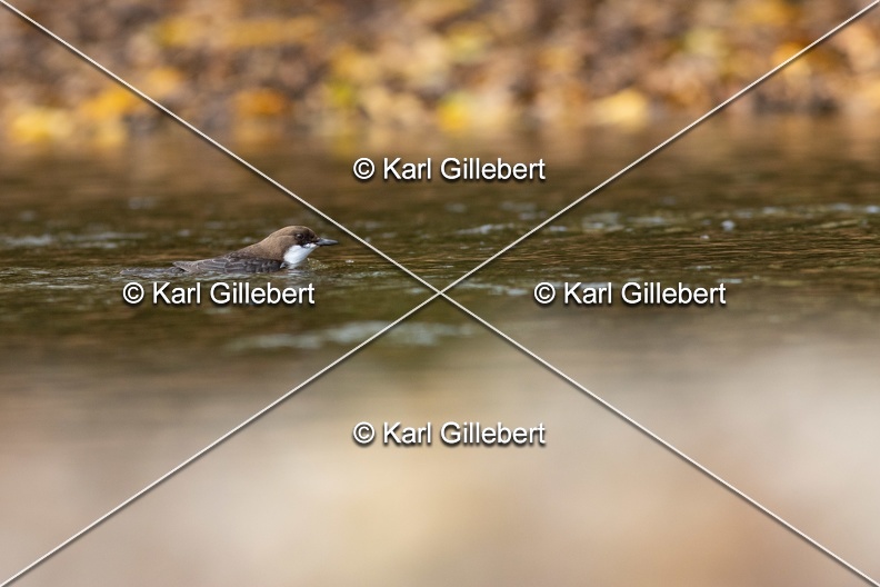 Karl-Gillebert-Cincle-plongeur-a-ventre-roux-Cinclus-cinclus-aquaticus-3033