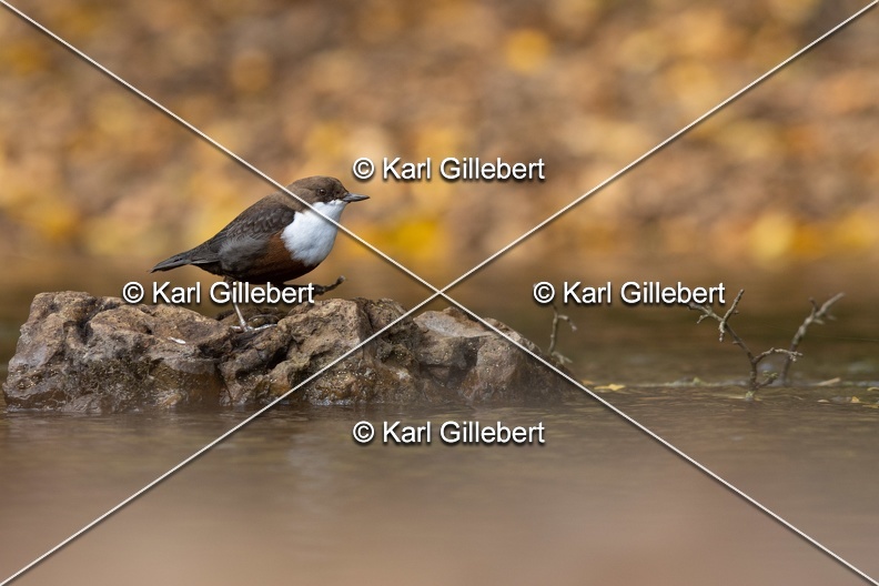Karl-Gillebert-Cincle-plongeur-a-ventre-roux-Cinclus-cinclus-aquaticus-3050.jpg