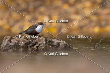 Karl-Gillebert-Cincle-plongeur-a-ventre-roux-Cinclus-cinclus-aquaticus-3050