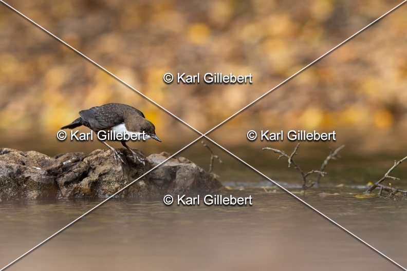 Karl-Gillebert-Cincle-plongeur-a-ventre-roux-Cinclus-cinclus-aquaticus-3054.jpg
