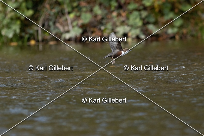 Karl-Gillebert-Cincle-plongeur-a-ventre-roux-Cinclus-cinclus-aquaticus-3244.jpg
