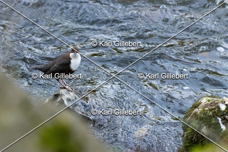 Karl-Gillebert-Cincle-plongeur-a-ventre-roux-Cinclus-cinclus-aquaticus-3297.jpg