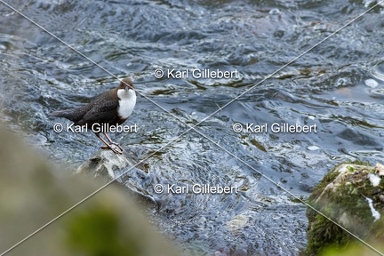 Karl-Gillebert-Cincle-plongeur-a-ventre-roux-Cinclus-cinclus-aquaticus-3297