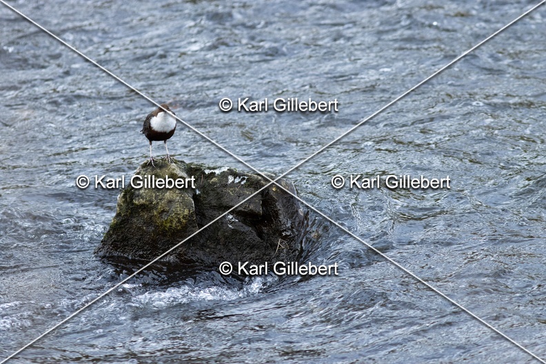 Karl-Gillebert-Cincle-plongeur-a-ventre-roux-Cinclus-cinclus-aquaticus-3303.jpg