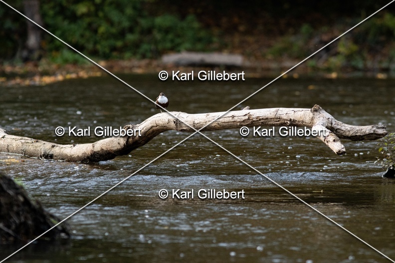 Karl-Gillebert-Cincle-plongeur-a-ventre-roux-Cinclus-cinclus-aquaticus-2