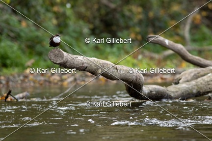 Karl-Gillebert-Cincle-plongeur-a-ventre-roux-Cinclus-cinclus-aquaticus-0543