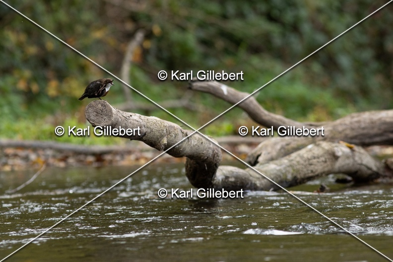 Karl-Gillebert-Cincle-plongeur-a-ventre-roux-Cinclus-cinclus-aquaticus-0558