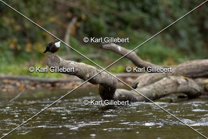 Karl-Gillebert-Cincle-plongeur-a-ventre-roux-Cinclus-cinclus-aquaticus-0572.jpg