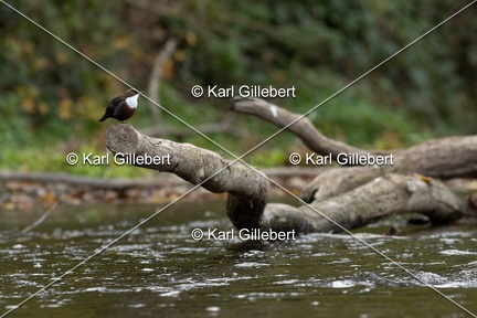 Karl-Gillebert-Cincle-plongeur-a-ventre-roux-Cinclus-cinclus-aquaticus-0572