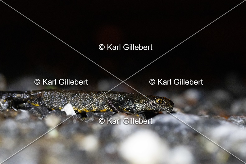 Karl-Gillebert-triton-crete-Triturus-cristatus-6110.jpg