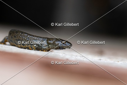 Karl-Gillebert-triton-crete-Triturus-cristatus-0598