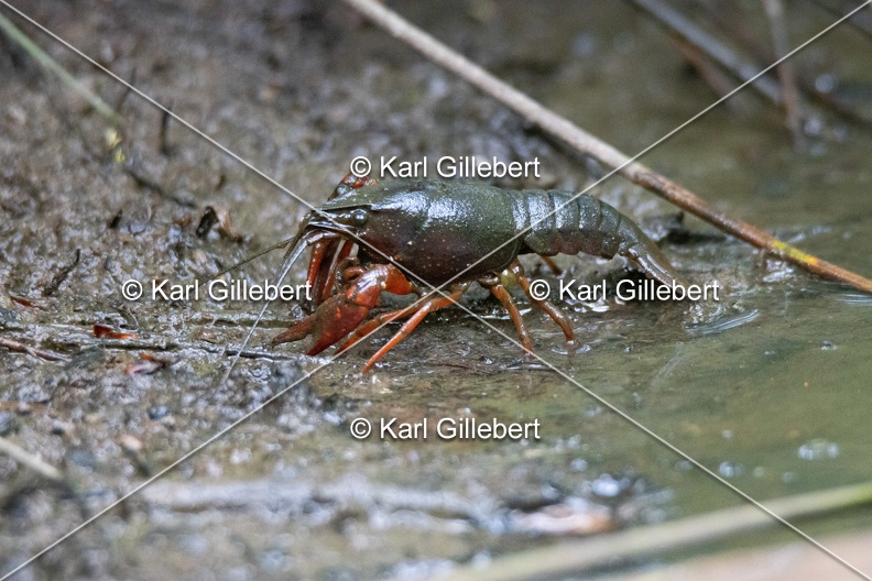 Karl-Gillebert-ecrevisse-de-Louisiane-Procambarus-clarkii -1071.jpg