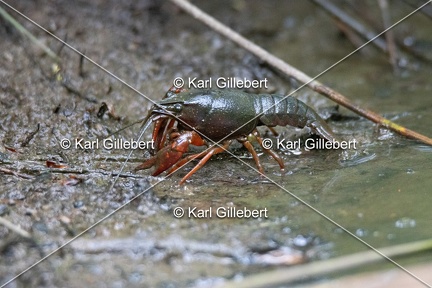 Karl-Gillebert-ecrevisse-de-Louisiane-Procambarus-clarkii -1071