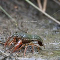Karl-Gillebert-ecrevisse-de-Louisiane-Procambarus-clarkii -1091
