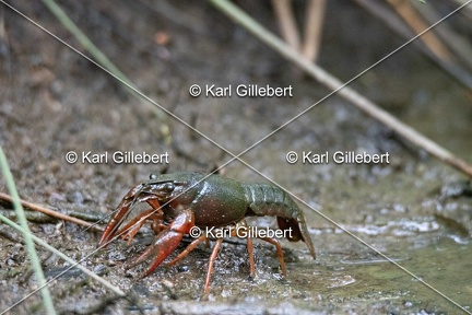 Karl-Gillebert-ecrevisse-de-Louisiane-Procambarus-clarkii -1091