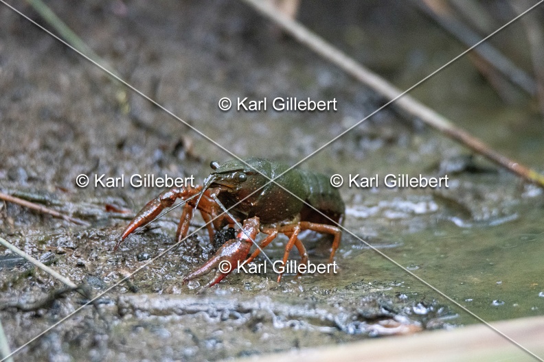 Karl-Gillebert-ecrevisse-de-Louisiane-Procambarus-clarkii -1098.jpg