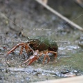 Karl-Gillebert-ecrevisse-de-Louisiane-Procambarus-clarkii -1098