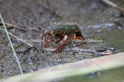 Karl-Gillebert-ecrevisse-de-Louisiane-Procambarus-clarkii -1114